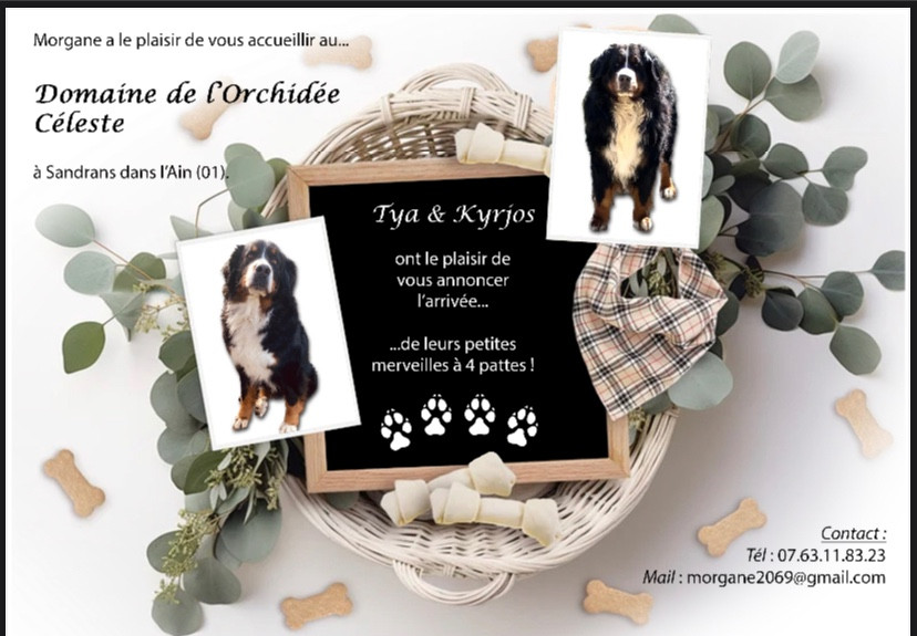 Du Domaine De L’Orchidée Céleste - Bouvier Bernois - Portée née le 07/03/2025